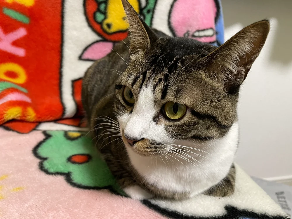 私が飼っている猫